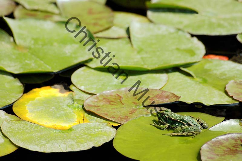 grenouille 010