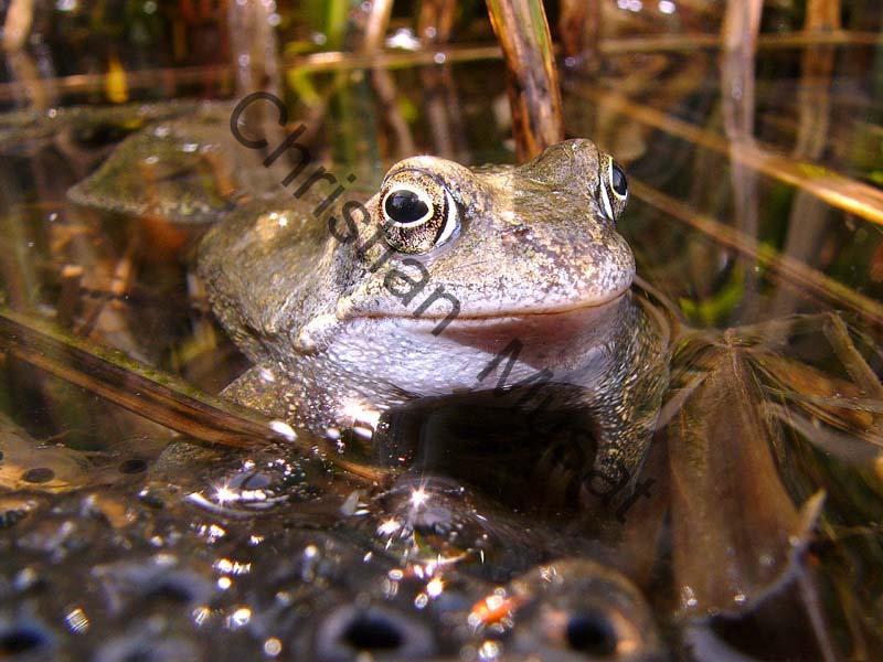 grenouille 011