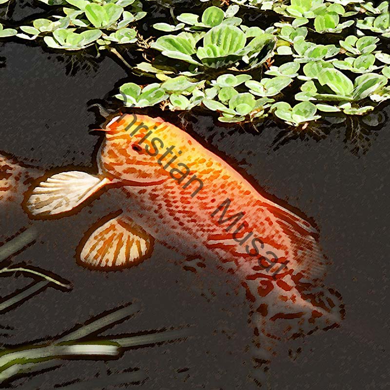 poisson effet 001