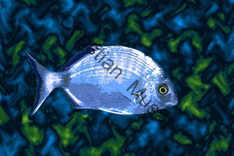 poisson effet 005