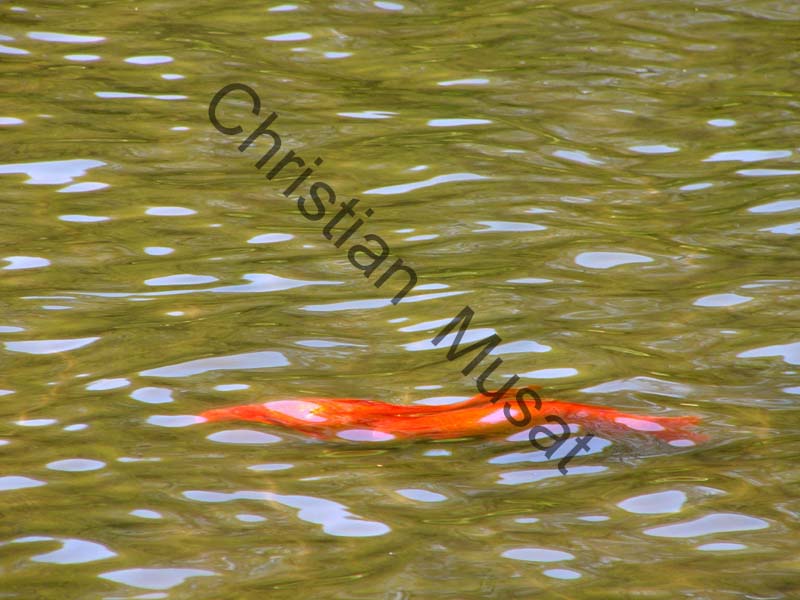 poisson rouge 001