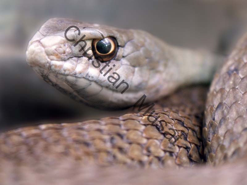 serpent 002