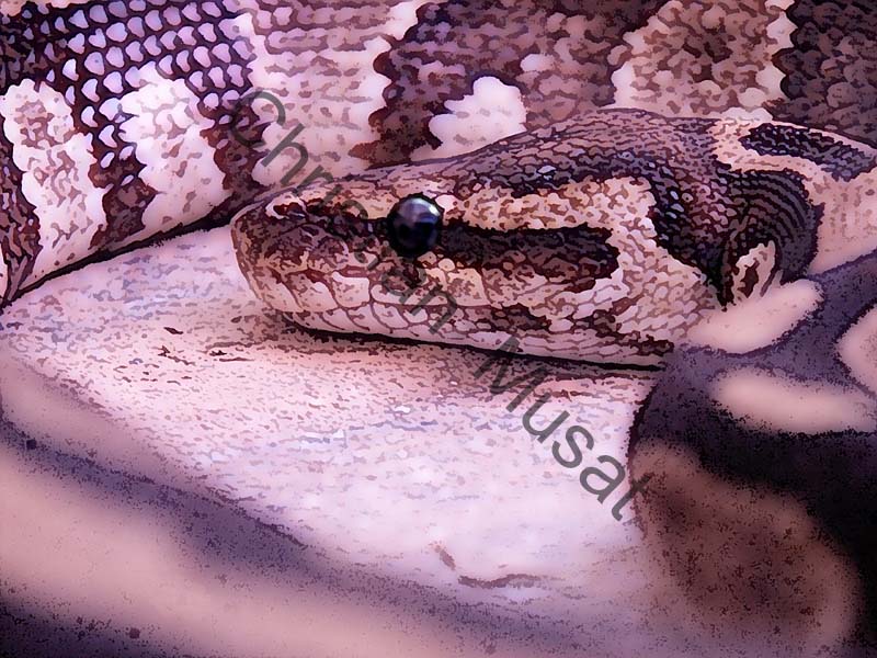 serpent effet  002