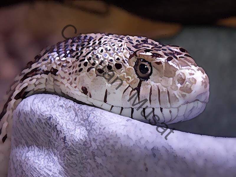 serpent effet 001
