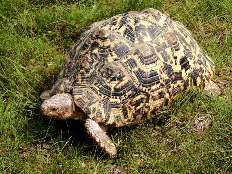 tortue 001