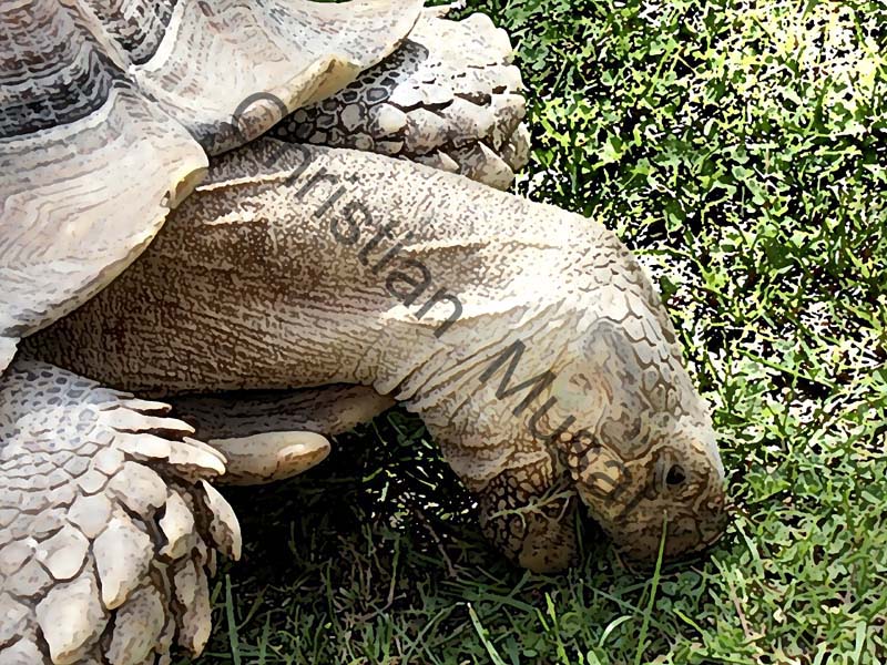 tortue effet 001