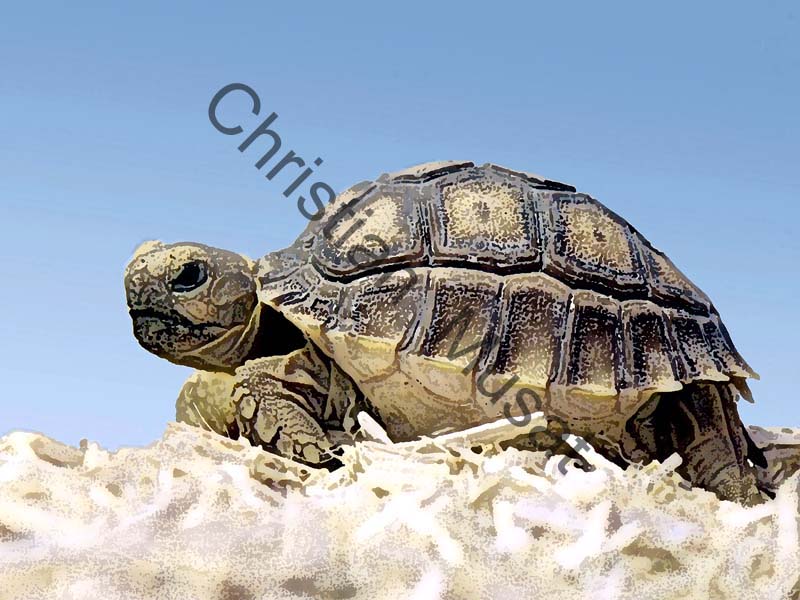 tortue effet 002