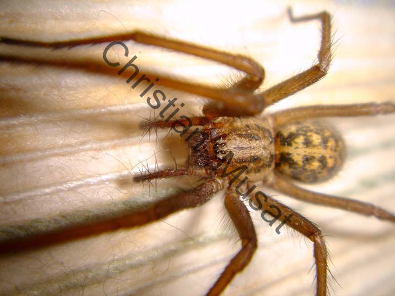 araignée 008