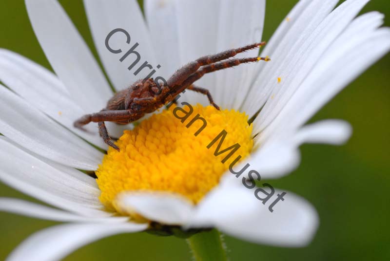 araignée crabe 009
