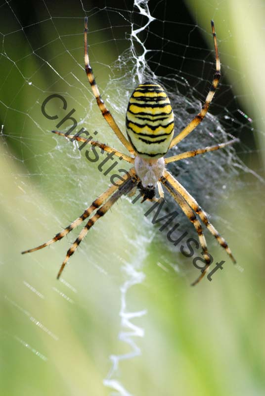 argiope 012
