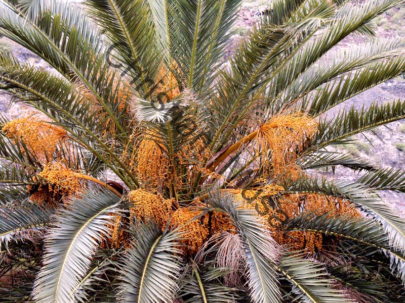 palmier fruit 002