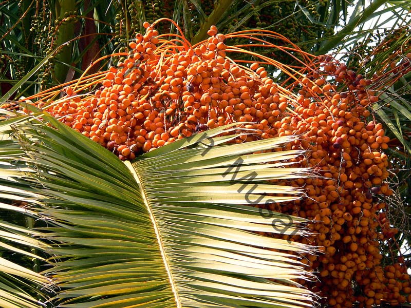 palmier fruit 005