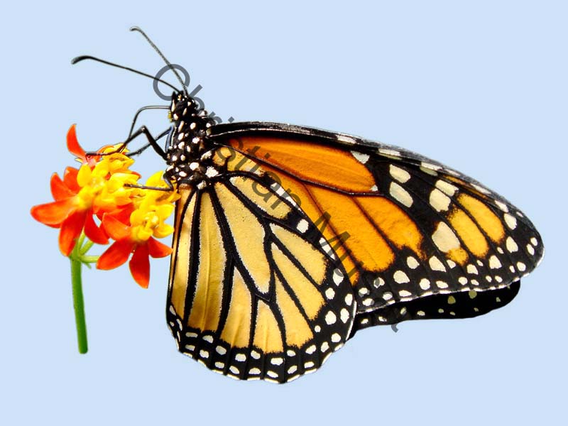 ins papillon monarque  D01
