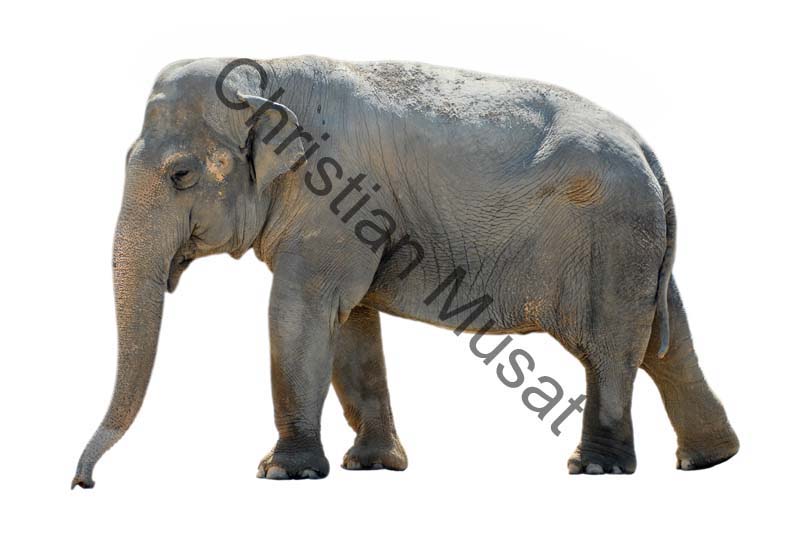 mam elephant D02