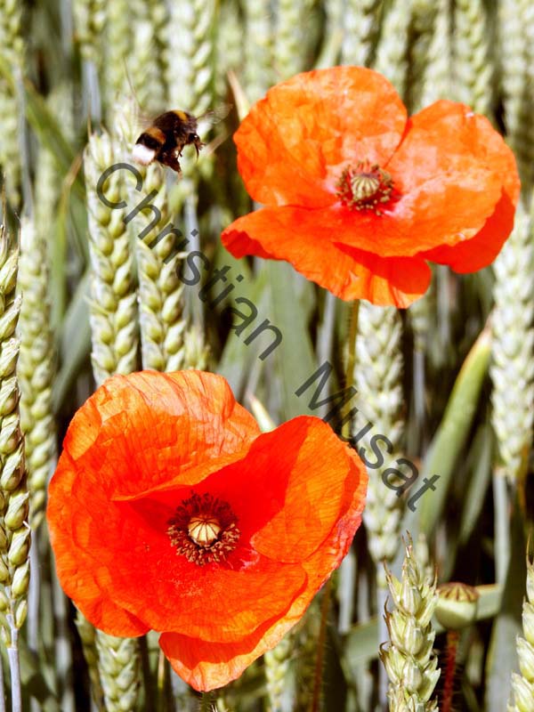 coquelicot 010