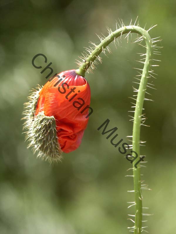 coquelicot 013