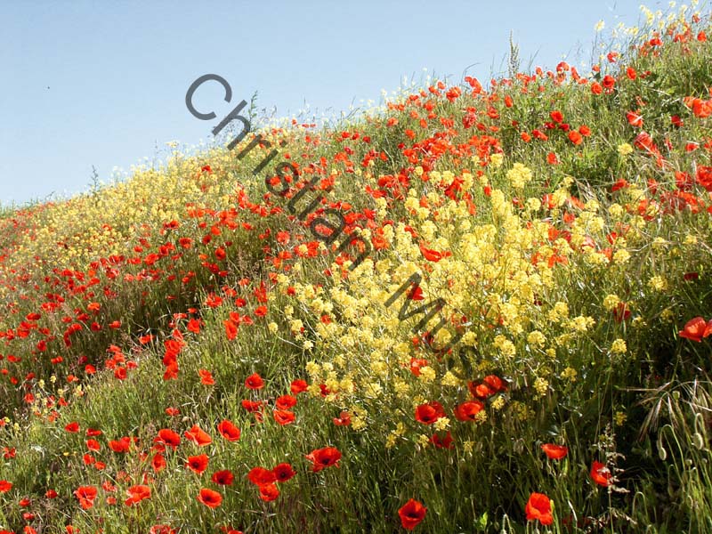 coquelicot 014