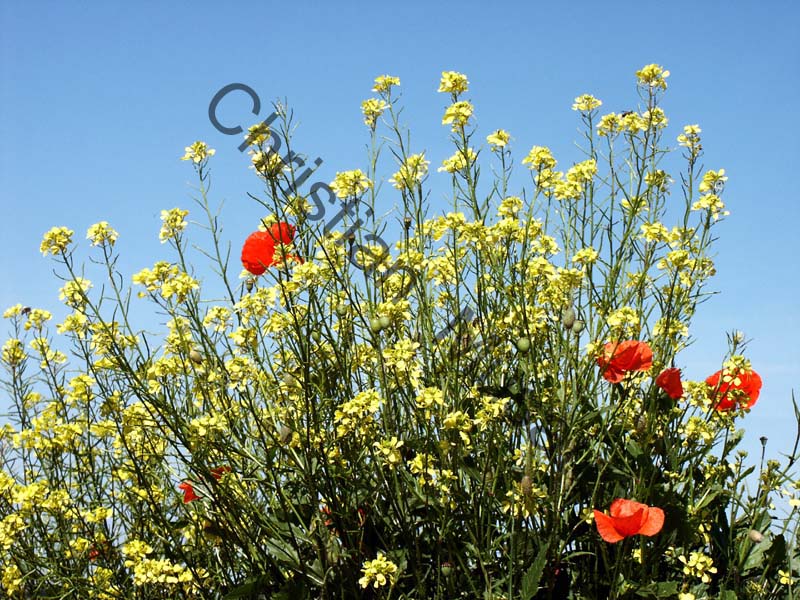coquelicot 017
