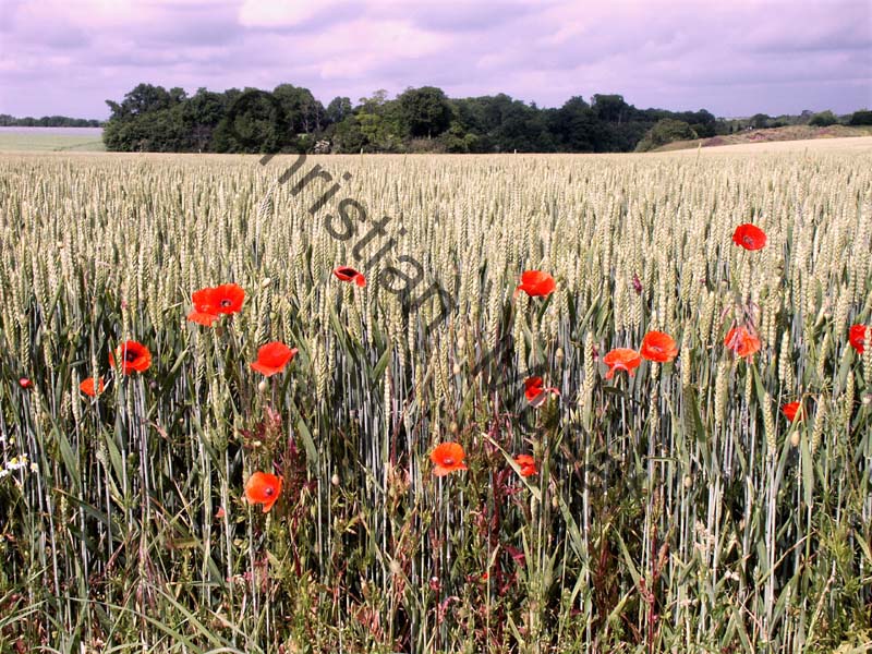 coquelicot 021