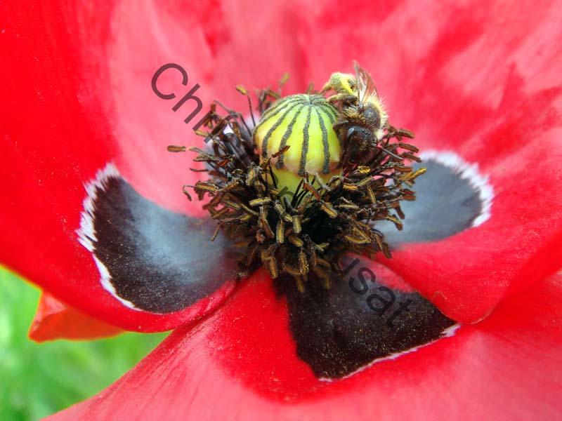 coquelicot 050