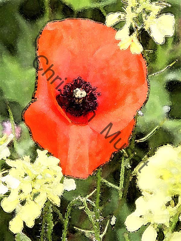 coquelicot effet 001