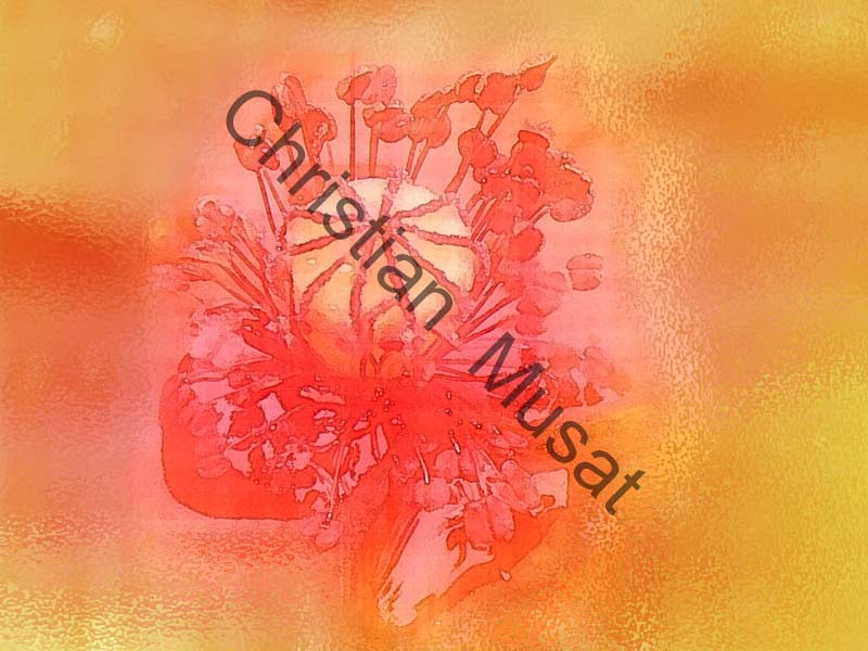 coquelicot effet 002