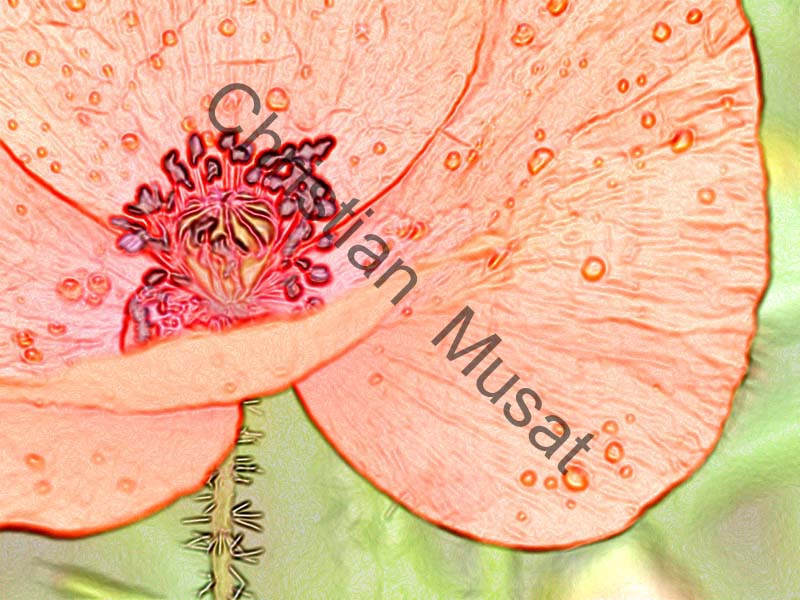 coquelicot effet 012