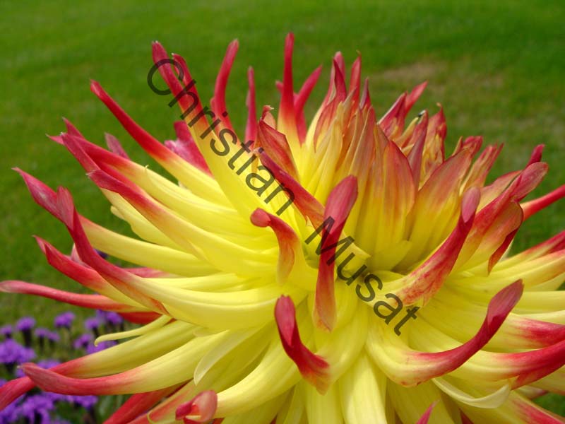 dahlia 001