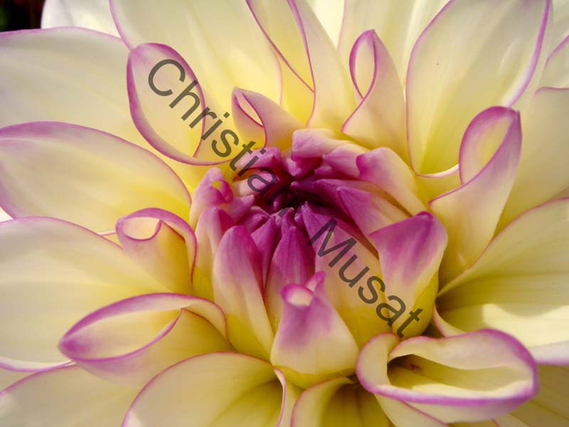 dahlia 012