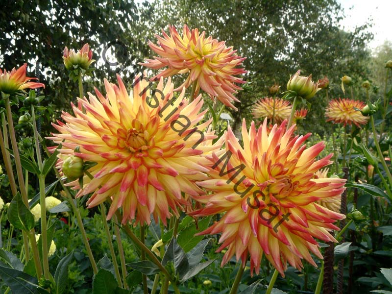 dahlia 015