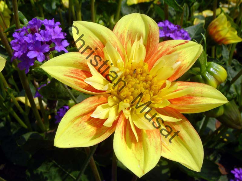 dahlia 018