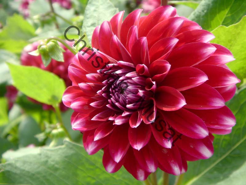 dahlia 024