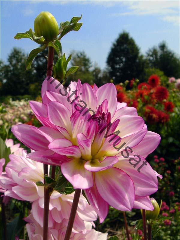 dahlia 038