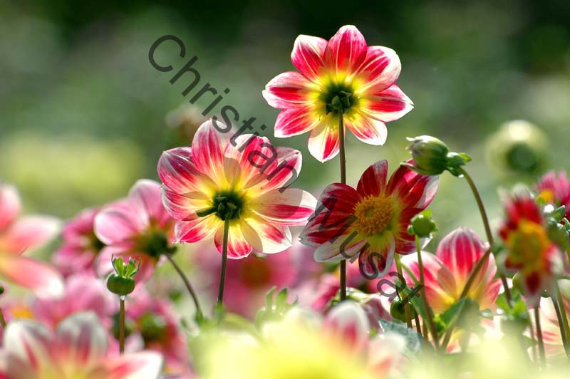 dahlia 044