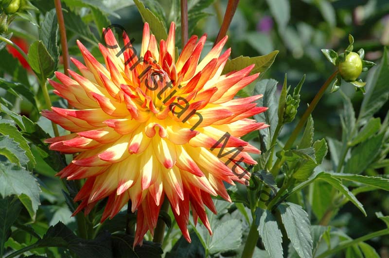 dahlia 048