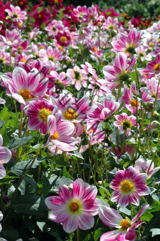 dahlia 082