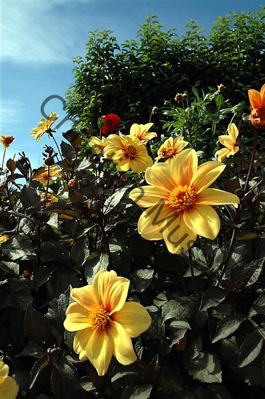 dahlia 083