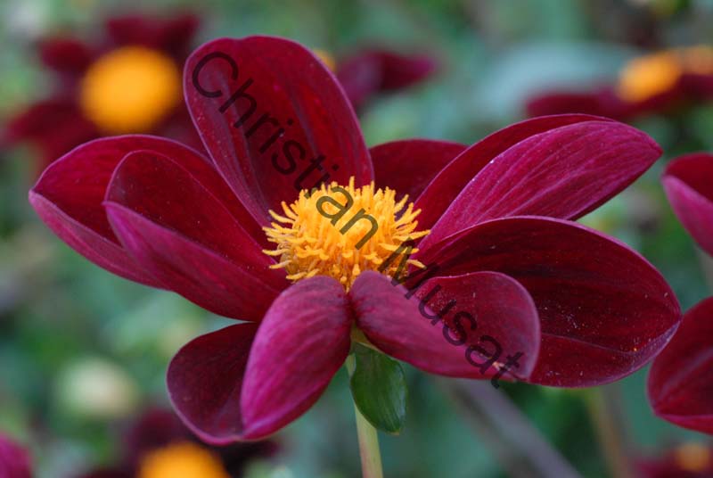 dahlia 086