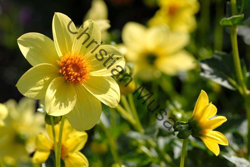 dahlia 088