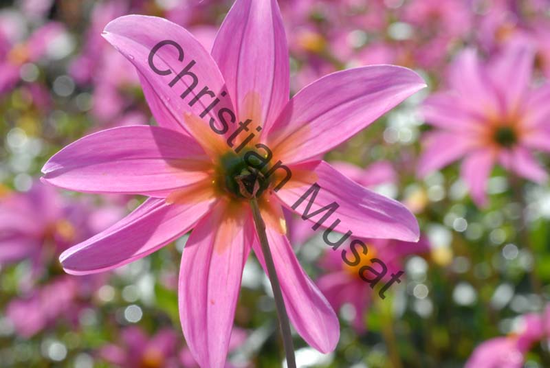 dahlia 091