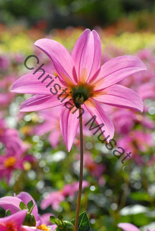 dahlia 092