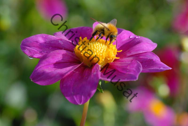 dahlia 093