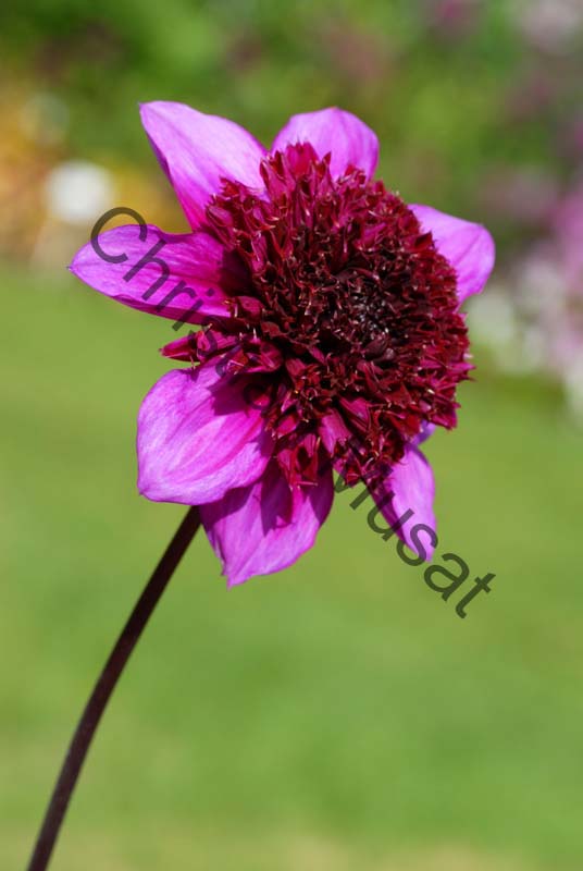 dahlia 094