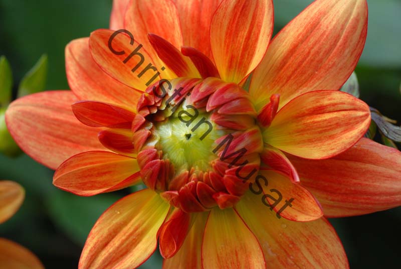 dahlia 095