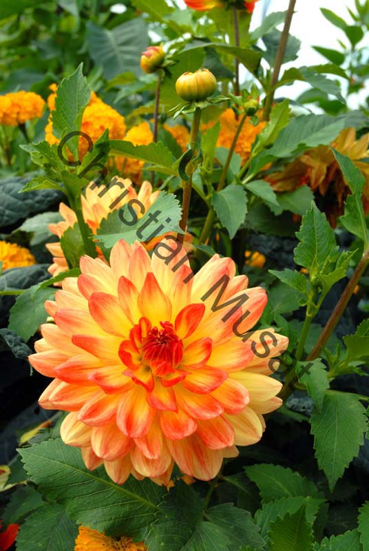 dahlia 098