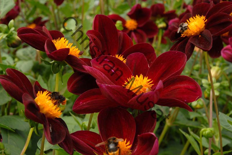 dahlia 099
