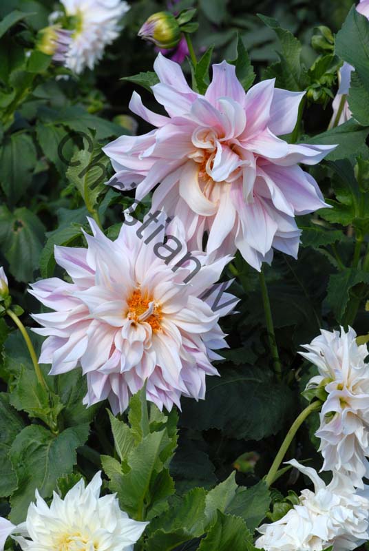 dahlia 101
