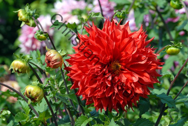 dahlia 102