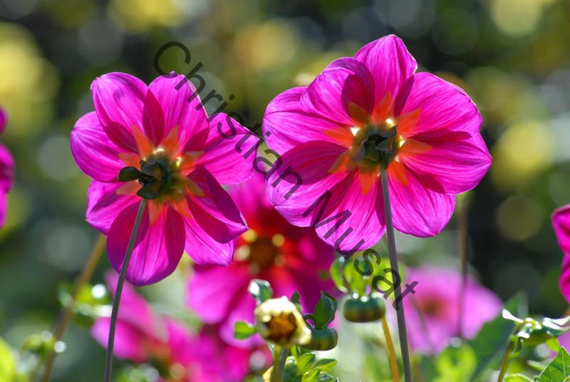 dahlia 106