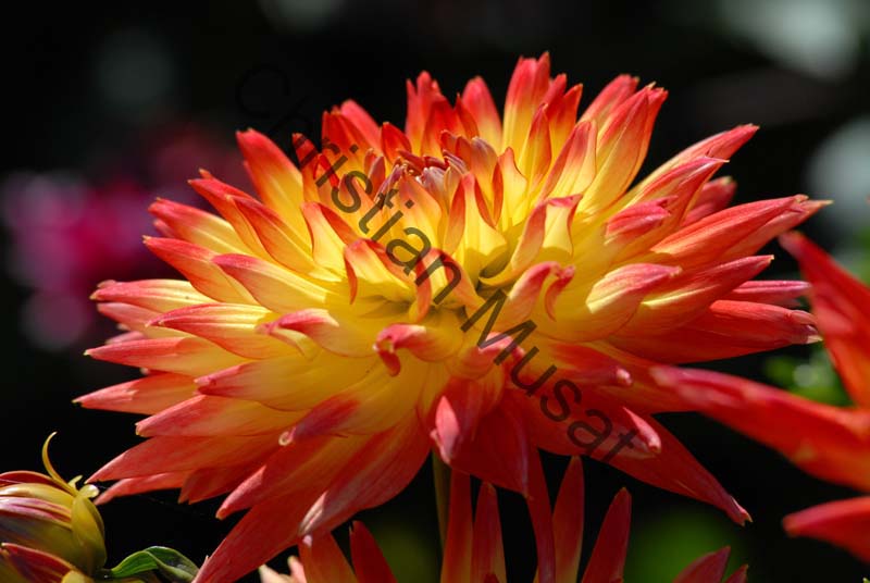 dahlia 107